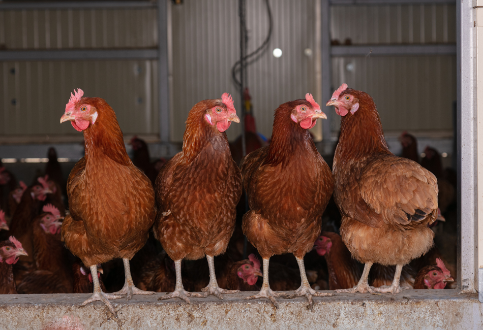 Choisir Sa Poule Pondeuse Le Top Des Races Magasin Animaux