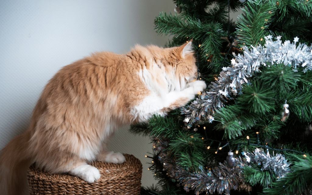 Comment éloigner votre chat de votre sapin de Noël? Magasin Animaux