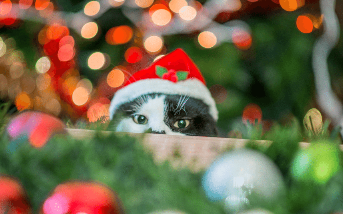 Comment éloigner votre chat de votre sapin de Noël? Magasin Animaux