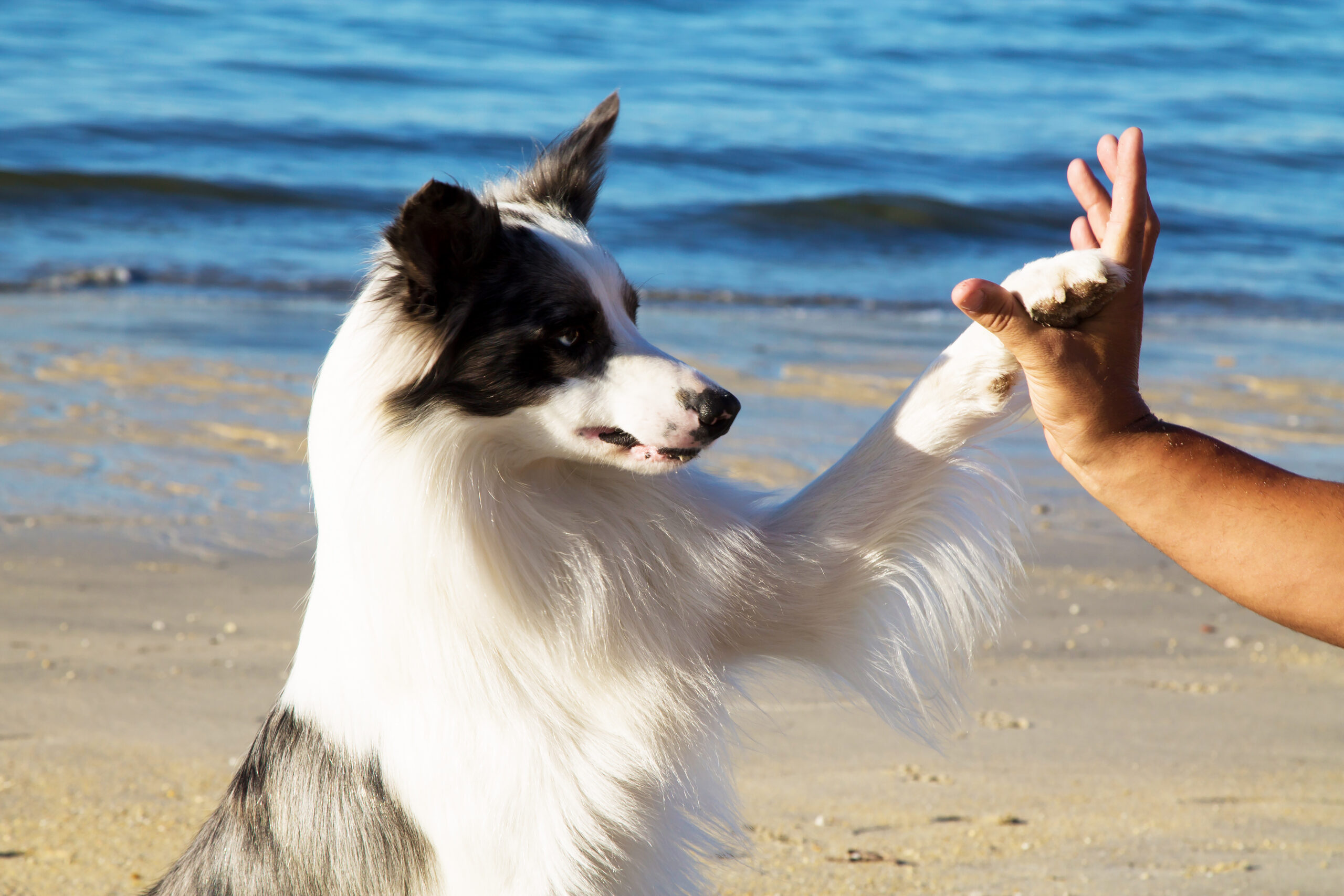 5 façons de renforcer les os de votre chien